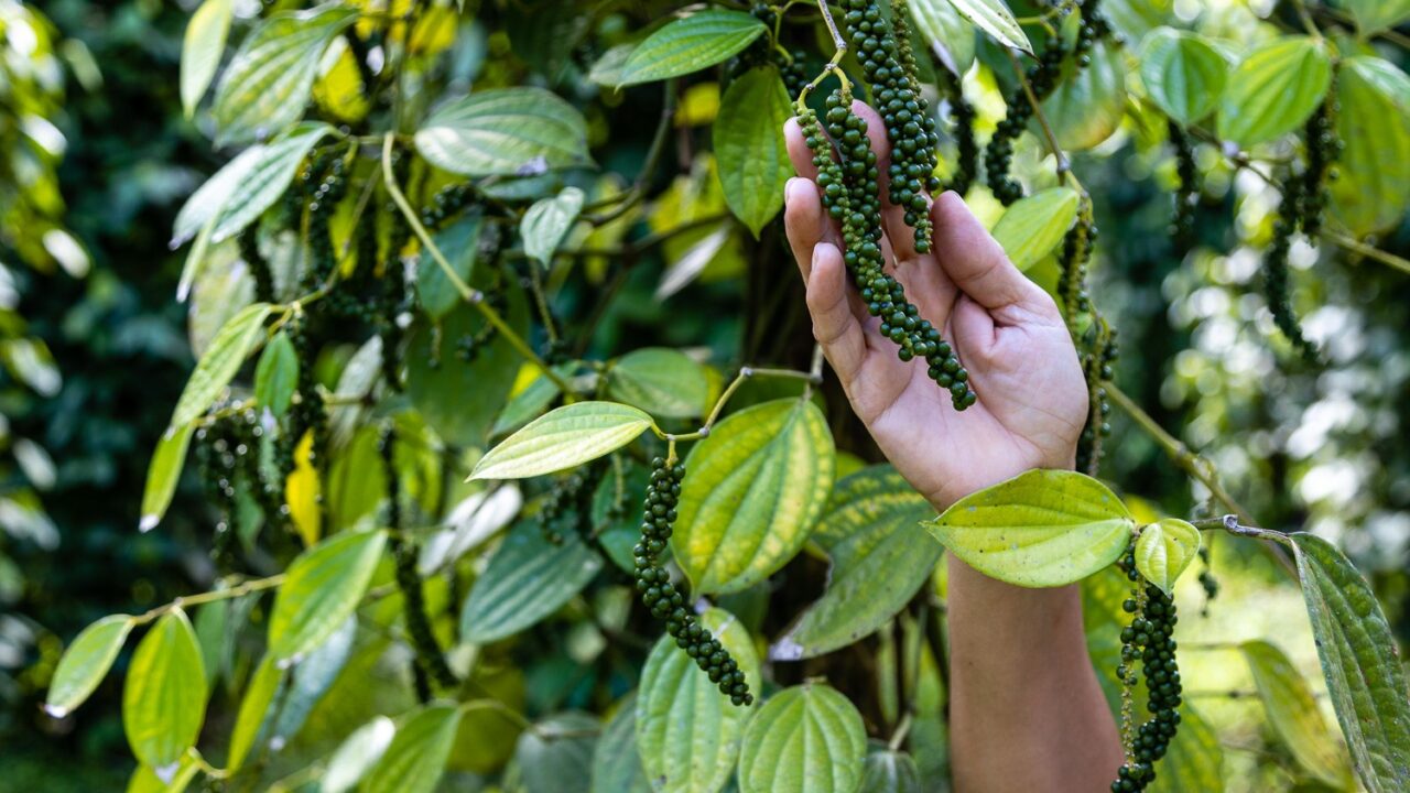 Del campo al plato: por qué la calidad de los alimentos empieza antes de la cocina
